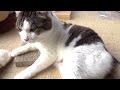 【獣医さんにも褒められた猫と庭】Obedient cat and garden praised by vet