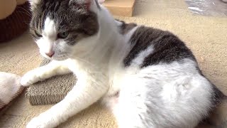 【獣医さんにも褒められた猫と庭】Obedient cat and garden praised by vet