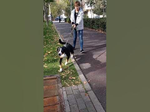 драчун - YouTube