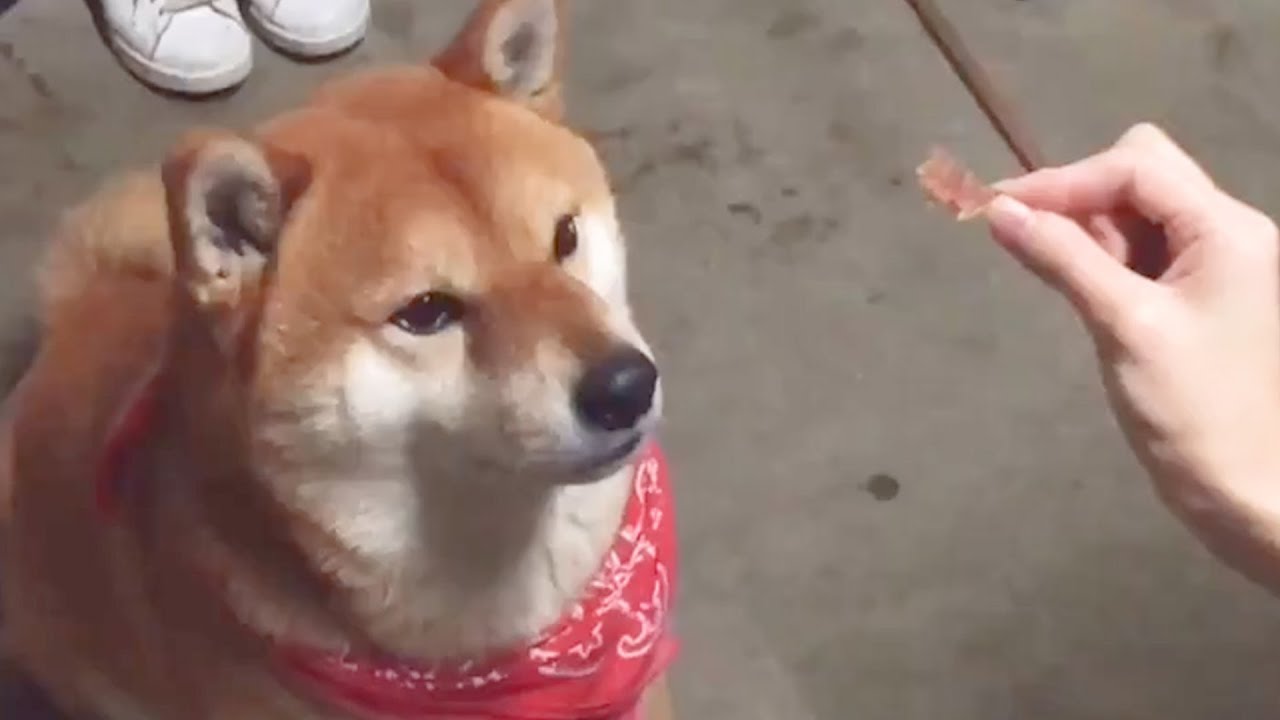 おやつ当てゲームに挑戦するも 苦戦する柴犬 Youtube おやつ当てゲームに挑戦するも 苦戦する柴犬 Youtube