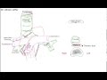 Relations at the superior mediastinum, simplified sketches