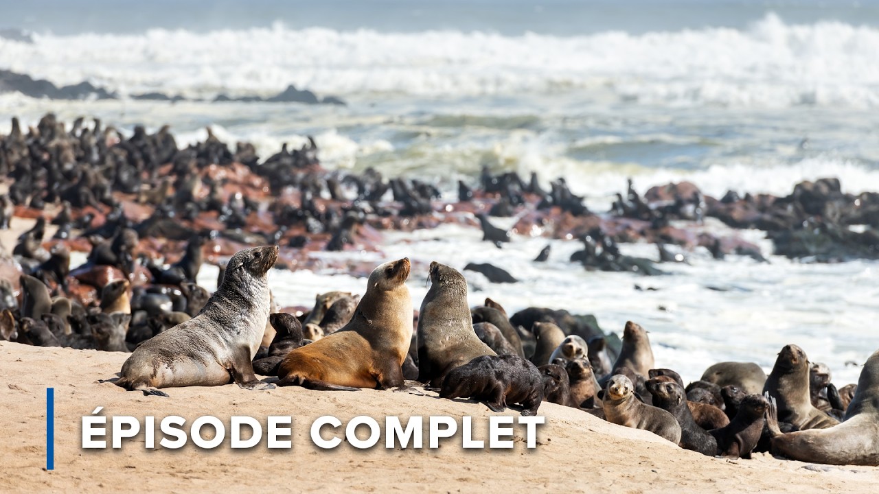 Nature sauvage: côtes et fleurs du désert | Les royaumes cachés d'Afrique 103 + 104