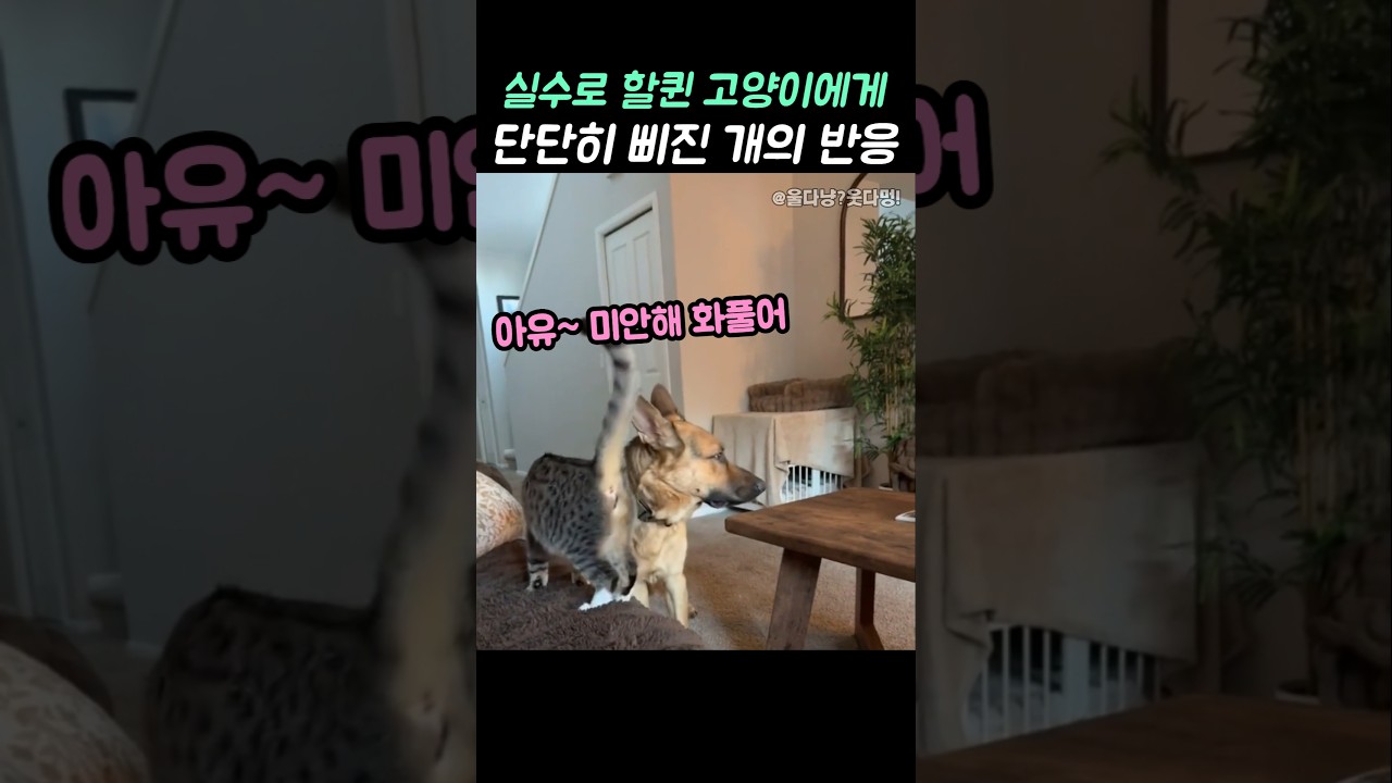 댕댕이가 이렇게 까지 삐진이유