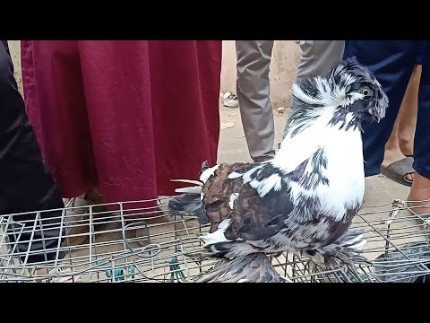 أسعار حمام طنبور بوخاري و حمام الكابشو من سوق الحراش