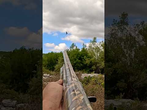 صيد الورور في لبنان   صيد طيور 