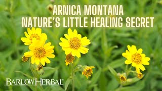 The Health Benefits of Arnica Montana