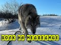 Волк на Медведице. Прогулка с волком Рагнаром. Природа.