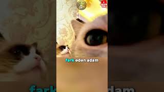 Kedinin yeni arkadaşı Hamster#shortsvideo