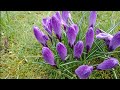 Flower. @Uk