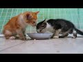 Kitten eating rice - Kitten meowing