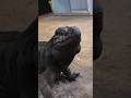 Consintiendo a Ragnar #foryou #shortvideos #rhinoiguana #reptiles #viral #reels #animales