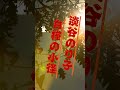 淡谷のり子 白樺の小径 #https #哀愁 #music #音楽 #昭和歌謡