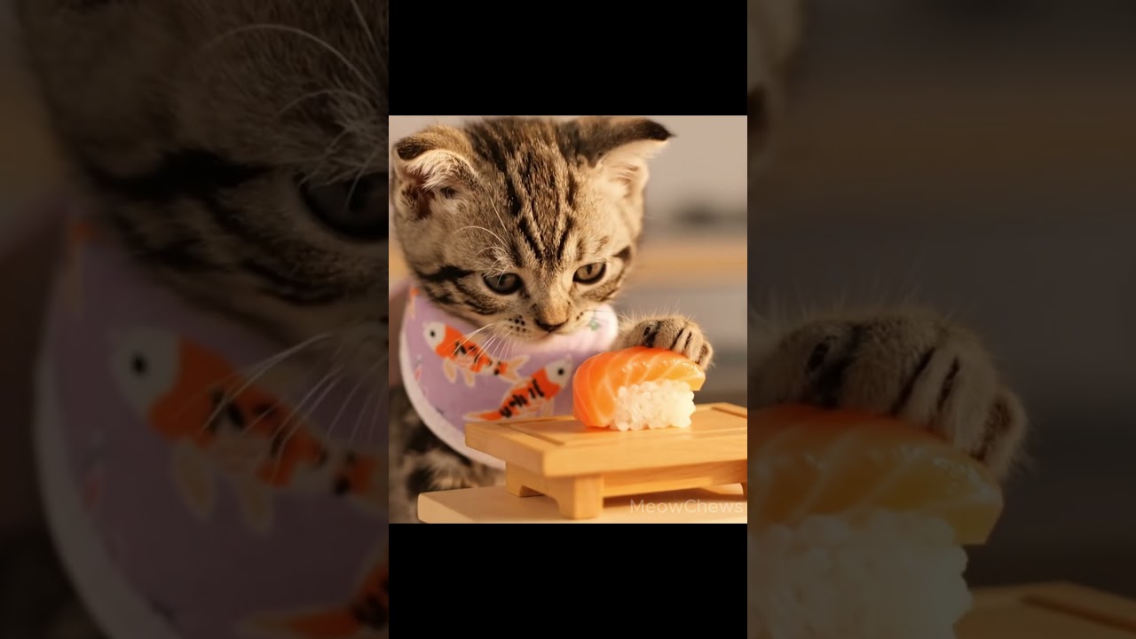 ASMR Kitten Eats Mini Sushi Roll with Tiny Paws | Ultra Cute Close-Up