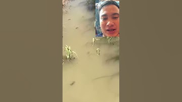 Sau Cơm Bão Chúng Ta Có Gì - Trong Cái Rủi Có Cái May #diy #haihuoc #pets #shorts