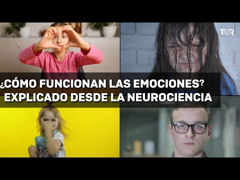 Cómo funcionan las