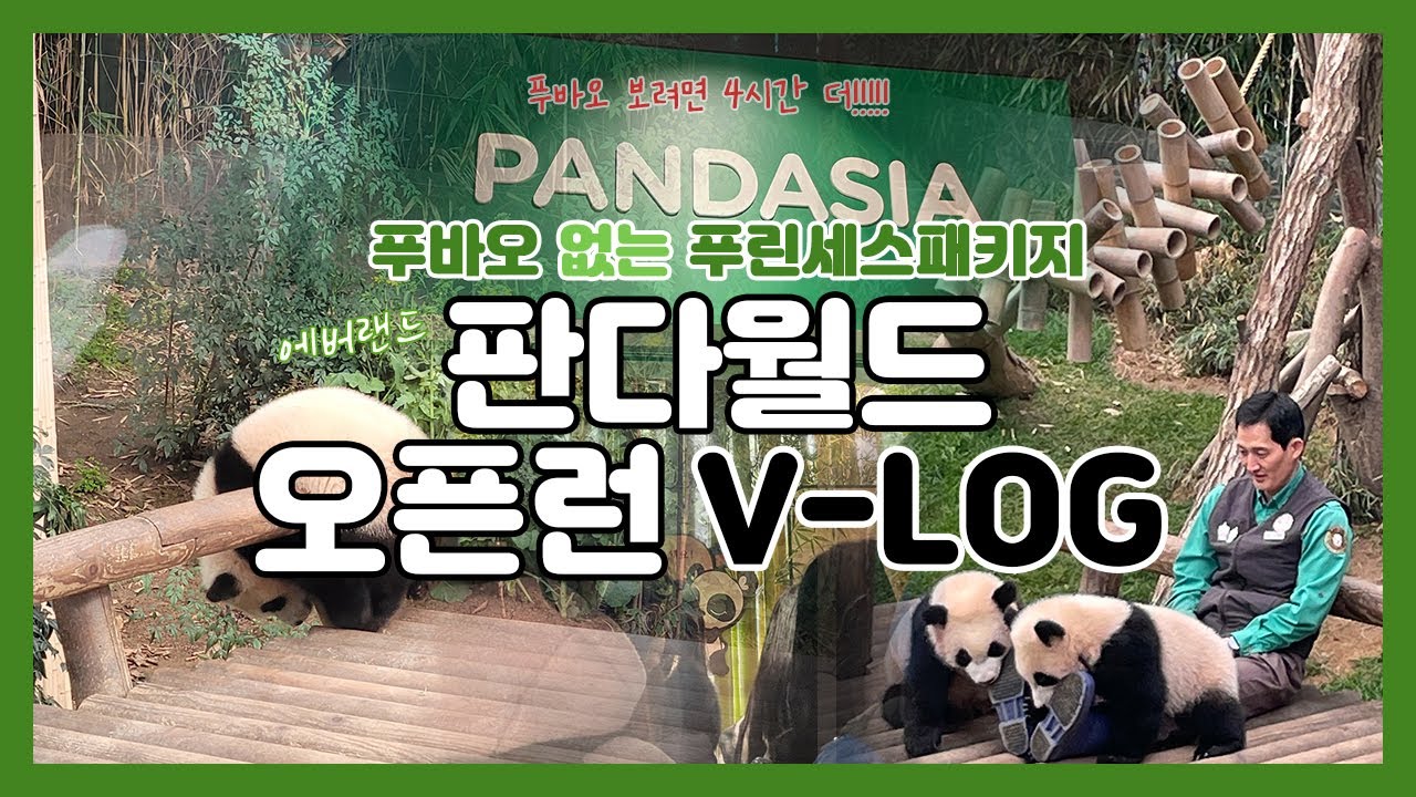 푸바오 출근 기다리다가 출근 못할 뻔한 사연/240224 판다월드 오픈런 브이로그