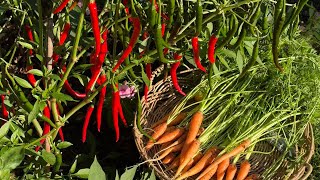 Chili pepper & Carrots ll Roses & Flowers ll  ll 後院的蔬菜與花卉 ll 910