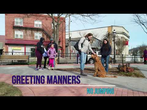 philadelphia-dog-trainers-|||-olk9-lehigh-valley-|||-8-month-old-goldendoodle,-sophie