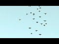 НИКОЛАЕВСКИЕ ГОЛУБИ./pigeons/ БАБОЧКА 2021