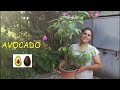 AVOCADO - come far germogliare più velocemente il seme dell'avocado