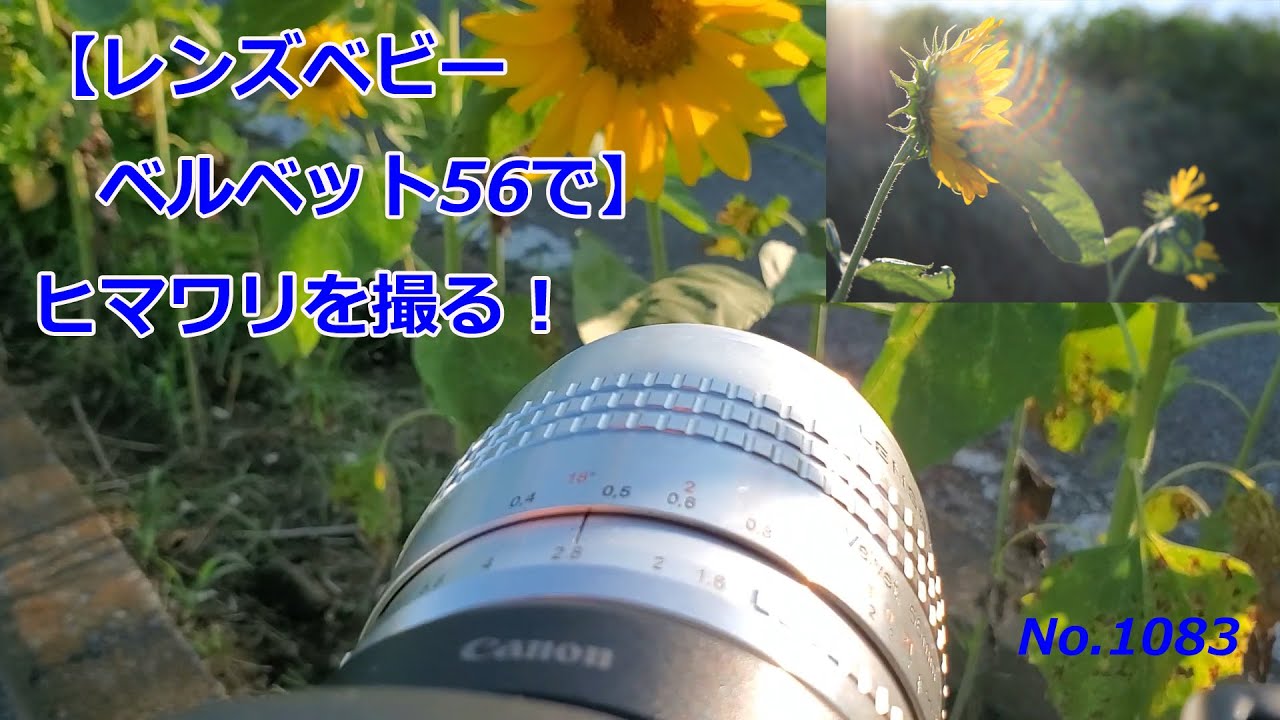 【レンズベビーベルベット56で】ヒマワリを撮る！（動画No.1083）