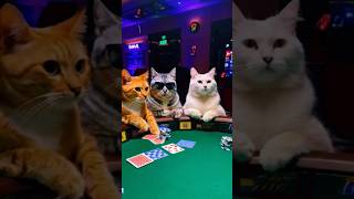 Котики / #казино #кот #шортс #юмор #природа #shorts
