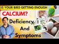 Is your bird getting enough calcium  bird   calcium    calcium deficiency symptoms