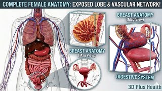 Inside Female Body in 3D | Full Anatomy..#3danimation @3DPlushHealth