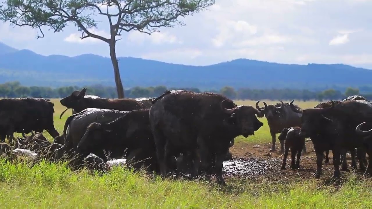 African buffalo