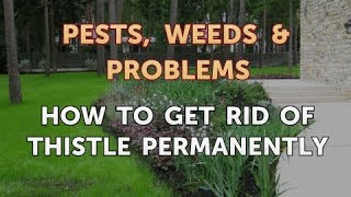 How to Get Rid of Thistle Permanently