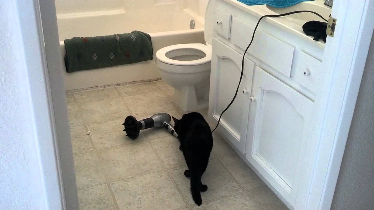 Kitty investigates hair dryer