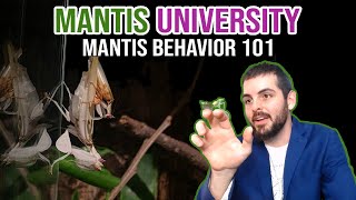 Famous Mantis Behavior 101 Wealth