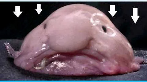 The blob fish - DayDayNews