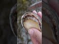 😱😱 Abalone clam, precious and charming pearl #pearl #pearlhunter