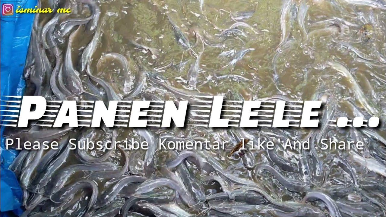 Panen Lele Kolam Terpal || Part I 