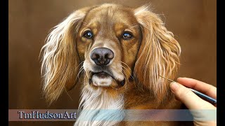 Painting a Golden Cocker spaniel in acrylic  Timelapse and chat