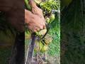Making wine from Coconut tree by cutting it's flower 🌹🔪 #coconutflower #coconutwine #wine #cutting