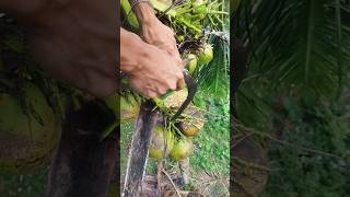 Making wine from Coconut tree by cutting it's flower 🌹🔪 #coconutflower #coconutwine #wine #cutting