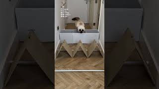 Cats Go Through Different Obstacles😻