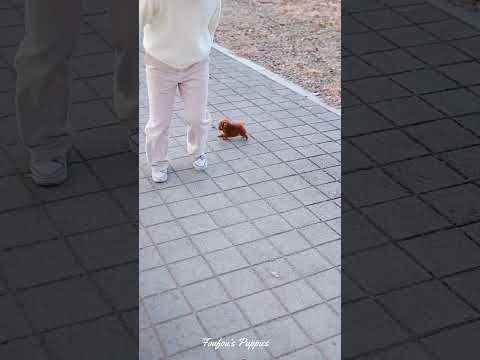 귀여운 토이푸들 한강 나들이