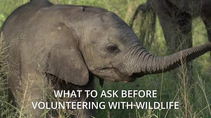 What to Ask Before Volunteering with Wildlife
