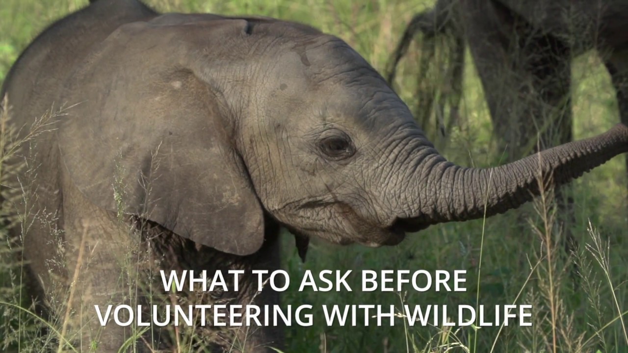 What to Ask Before Volunteering with Wildlife