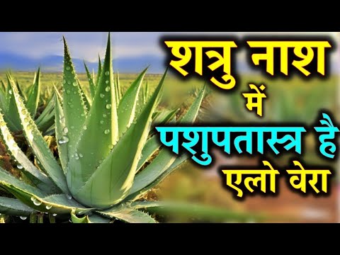 एलो वेरा फूल से शत्रु पूरा बर्बाद होकर रह जाएगा काम धन्दा उसका चौपट हो जाएगा