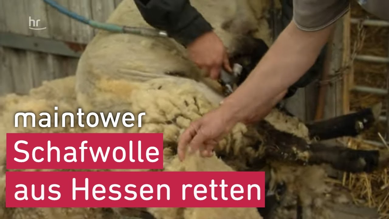 Wie Schäfer und Strick-Fans Schafwolle  aus Hessen vor dem Müll retten | maintower