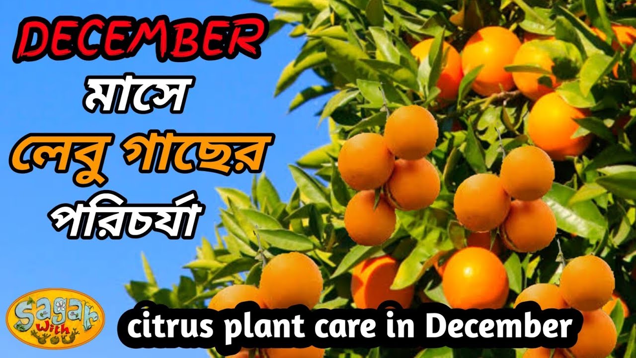 ডিসেম্বর মাসে লেবু গাছের পরিচর্যা || Citrus Plant Care  In December.