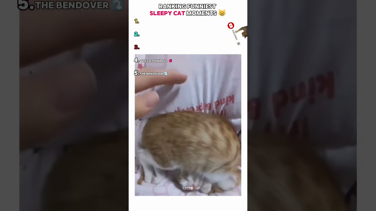 Забавные кошки спят в разных позах 😂