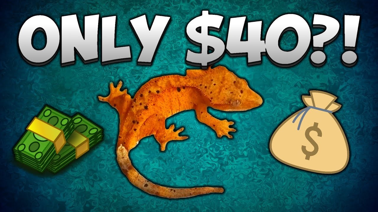 geckos for sale $40 Crested Gecko vs $250 Crested Gecko! Why Price Isn't Everything