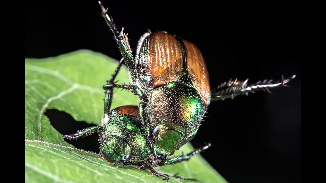 昆虫の防御姿勢？