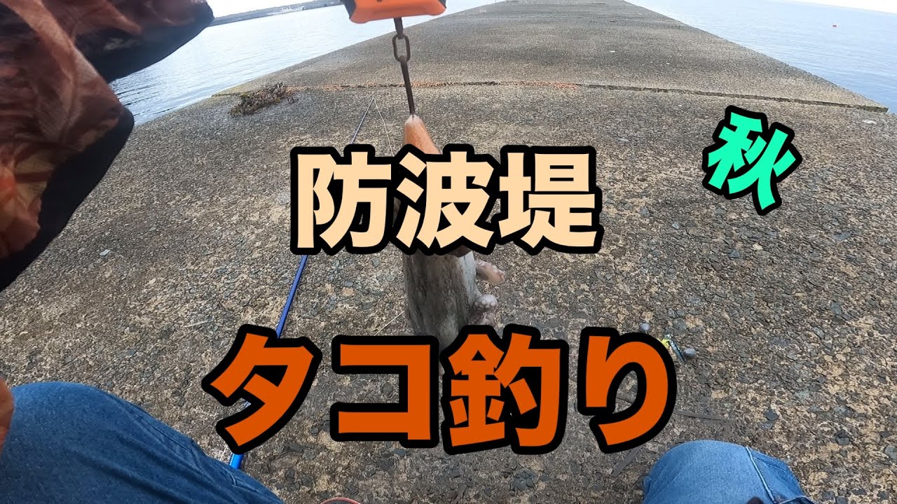 防波堤　タコ釣り秋