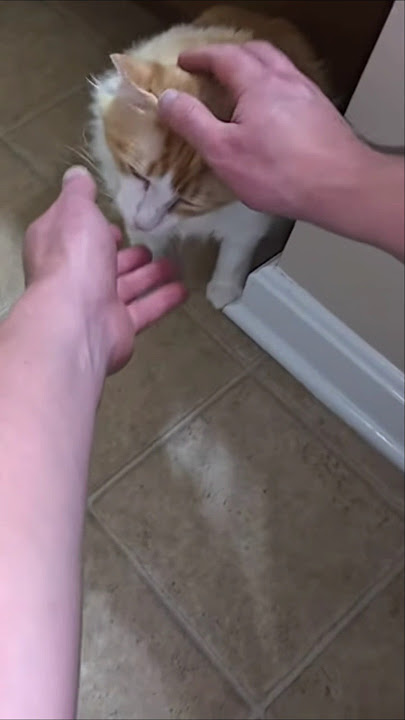 kitty